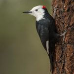 All About the White-Headed Woodpecker