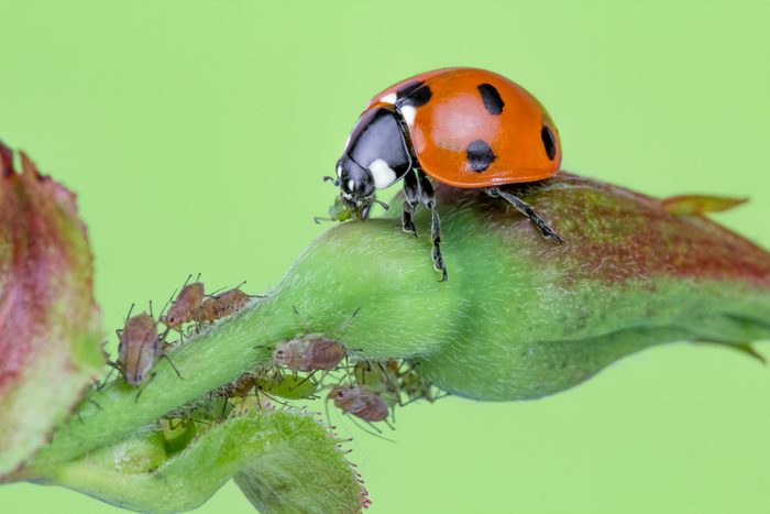 Ladybugs eating aphids