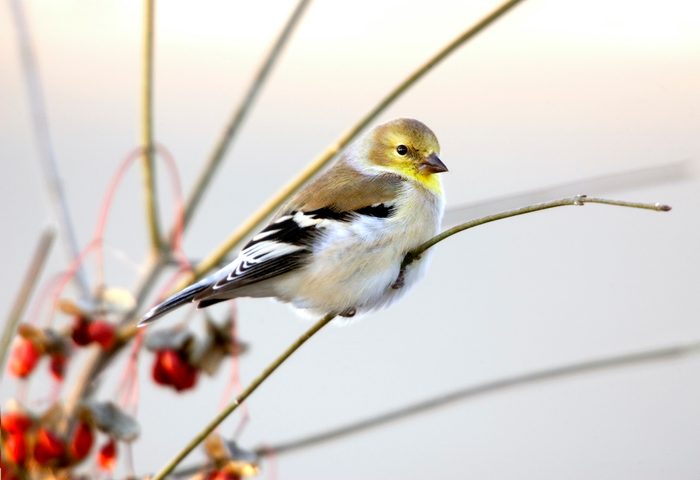 bird molting Goldfinchamer.winter.wahoo Cd Kq7s9523