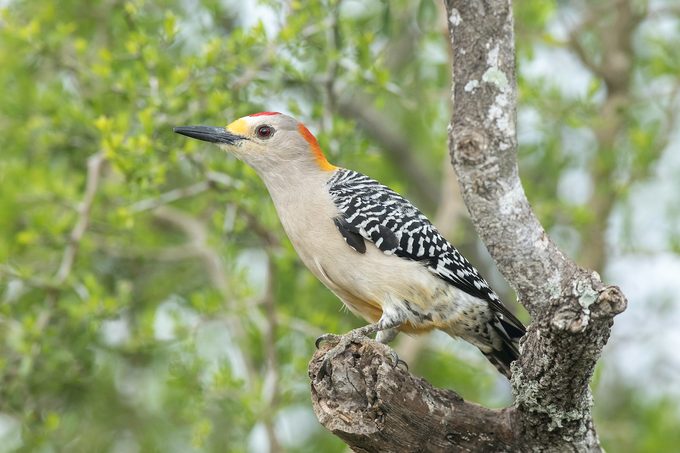 Golden Fronted Woodpecker On The Jones Alta Vista Ranch