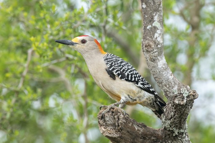 Golden Fronted Woodpecker On The Jones Alta Vista Ranch
