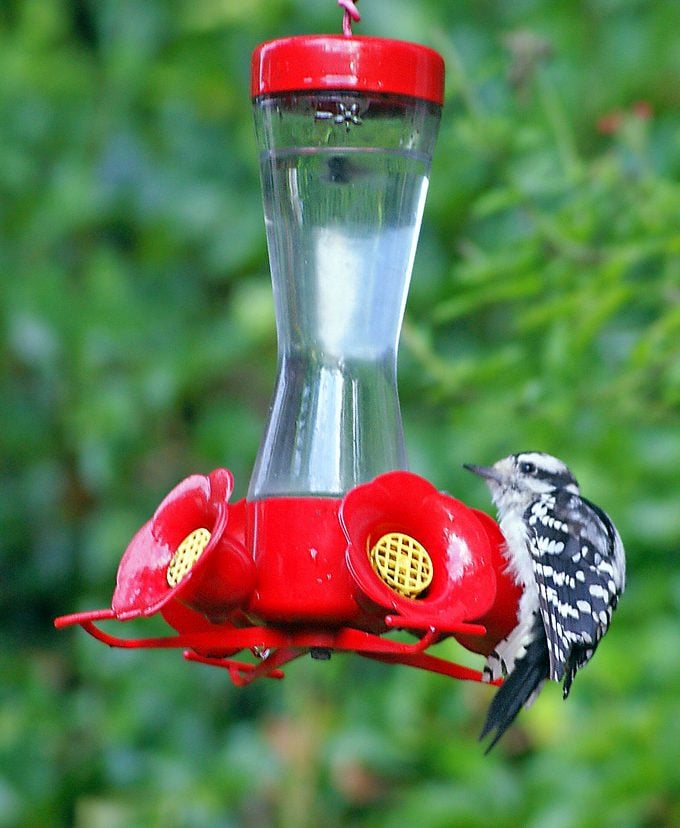 woodpecker on hummingbird feeder