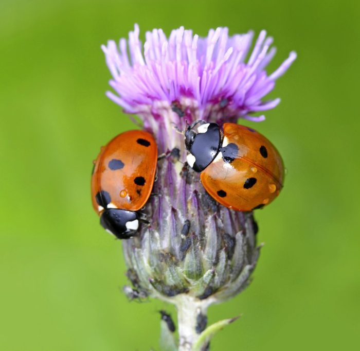 Seven Spotted Ladybirds,  Coccinella Septempunctata. Hunting For Aphids On  Creeping Thistle.