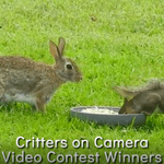 Critters on Camera Video Contest Winners