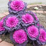 Grow Colorful and Edible Ornamental Flowering Kale