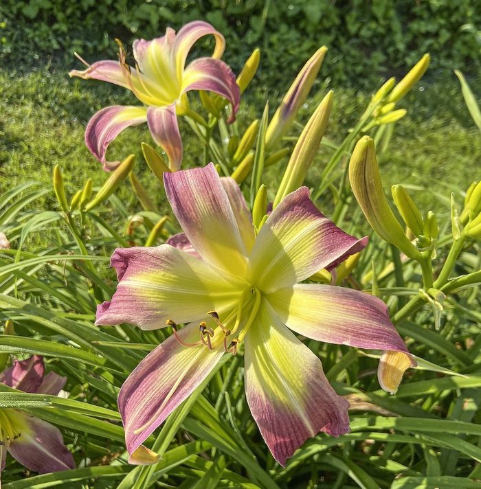Wilson Spider Oakes Daylilies 4