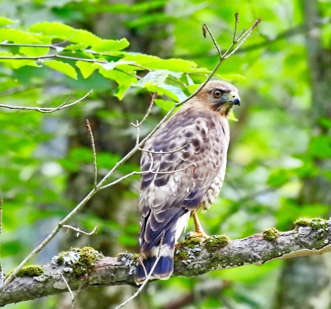 broad-winged hawk