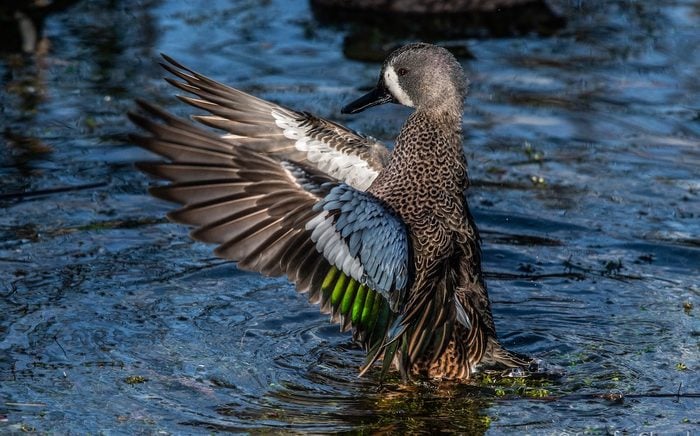 duck pictures blue winged teal