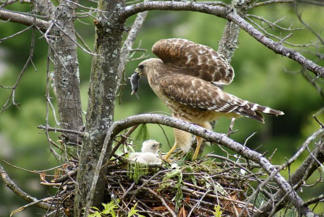 falcon vs hawk