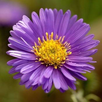 Closeup Of Aster Novae Angliae 'purple Dome' Growing In A Uk Garden