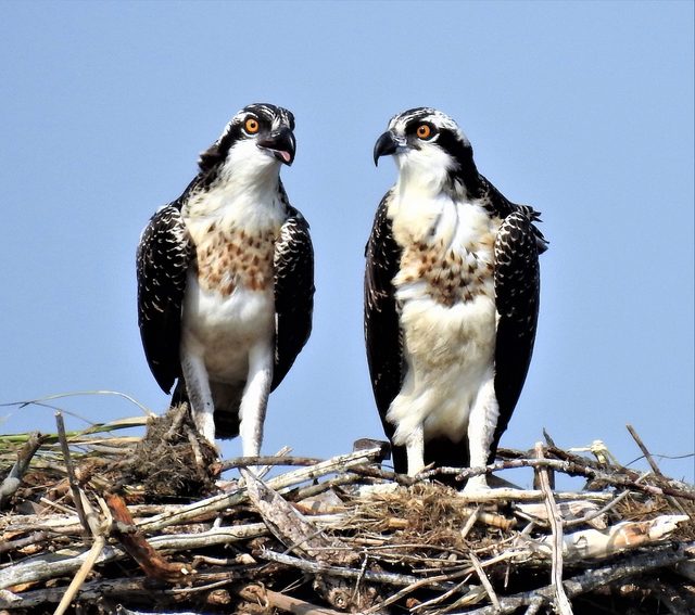 falcon vs hawk osprey nest