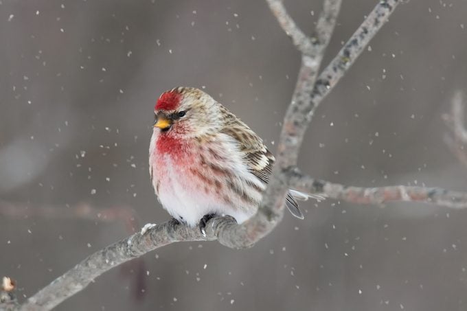 common redpoll sitting on branch in snowy weather