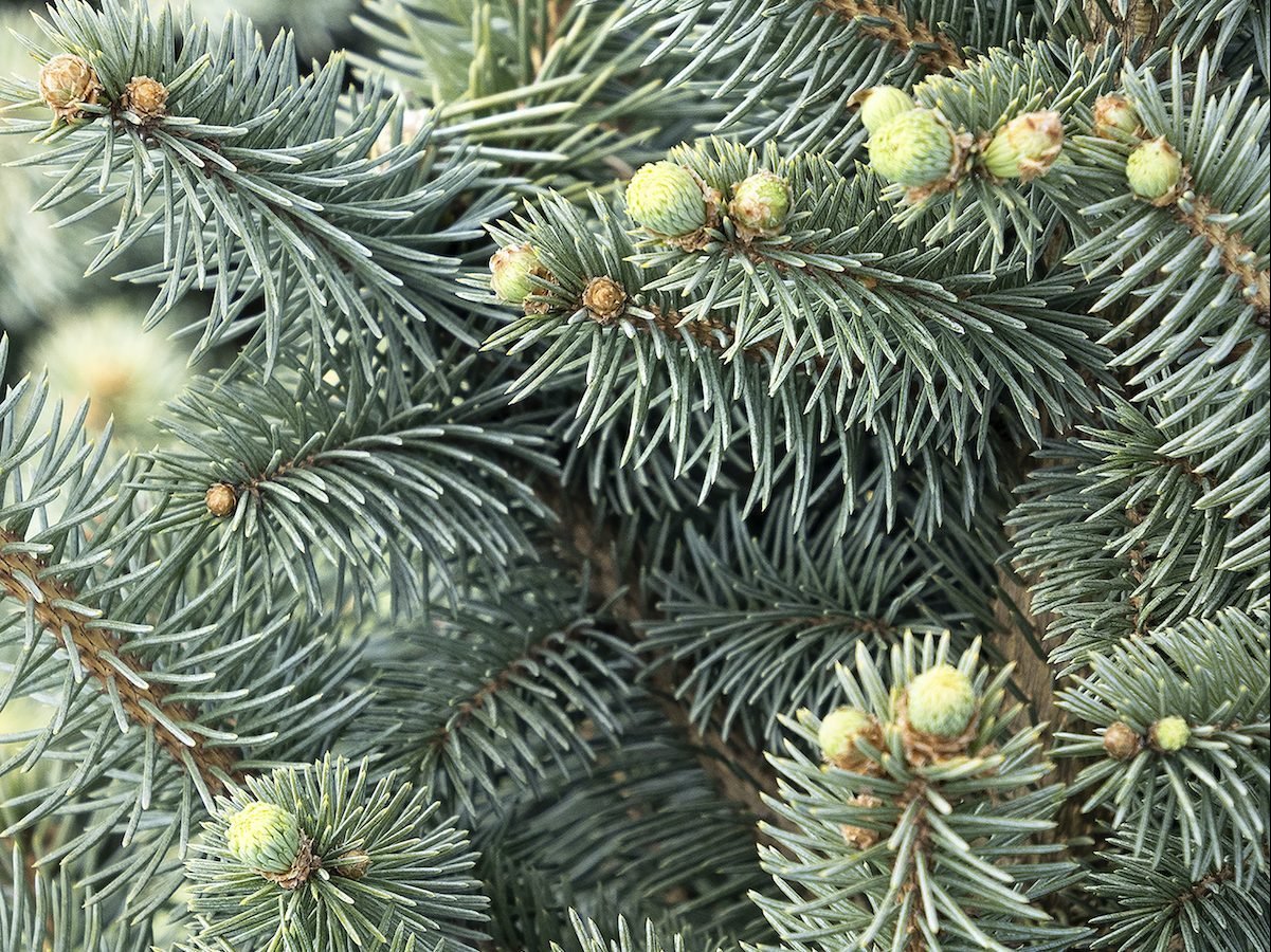 dwarf colorado blue spruce