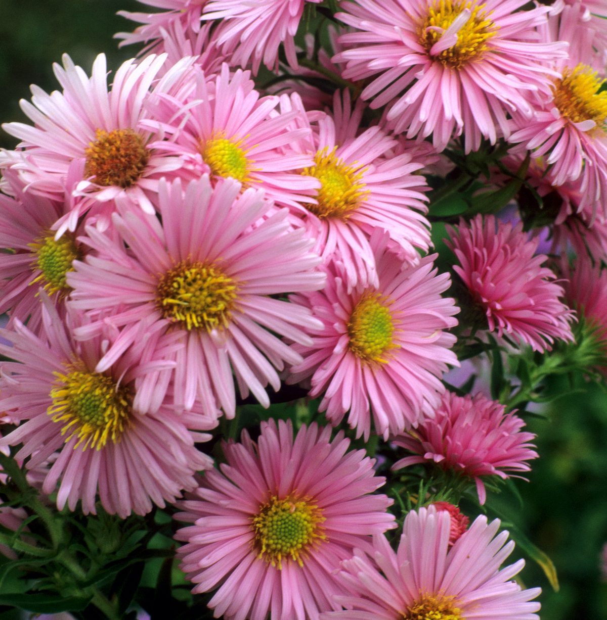 Late-Season Stars: Your Complete Aster Flower Guide - Birds and Blooms