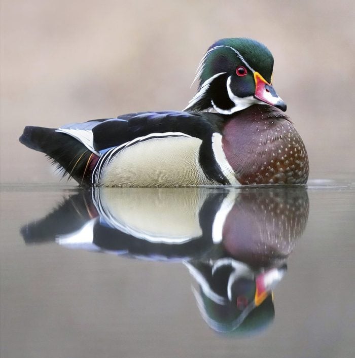 Andy Raupp 1 wood duck