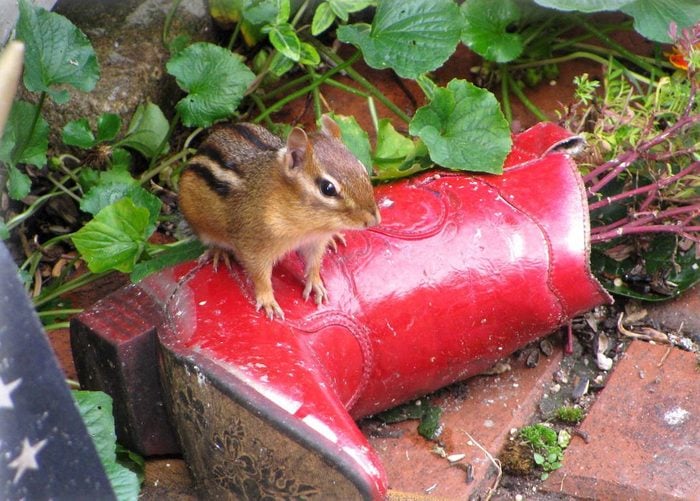 pictures of chipmunks