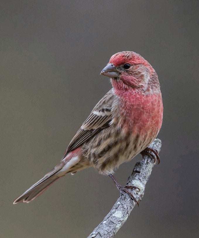 house finch sitting on branch