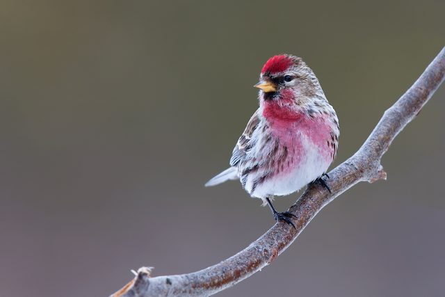 Common redpoll perched on a branch in winter in ottawa 
