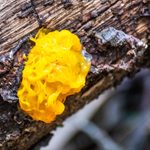 All About Witches’ Butter Fungus