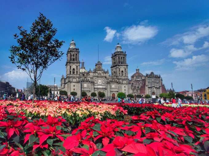 Cathedral and Poinsettias in Mexico City's Zocalo