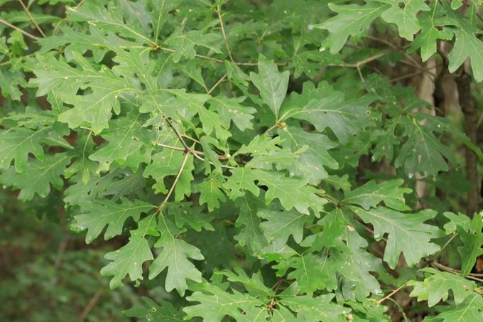 White Oak (quercus alba)