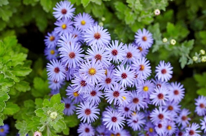 Floral Background And Natural Pattern With Violet Aromatic Aster (symphyotrichum Oblongifolium) Flowers Blooming In The Park. Cluster Of Purple Aster Flowers.autumn Beauty In The Garden, aster flower
