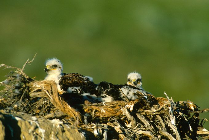 Ferruginous Hawks on Nest