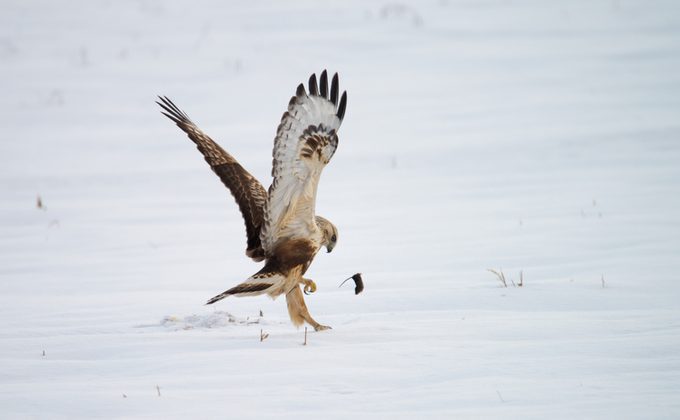 rough-legged buzzard caught a mouse in winter
