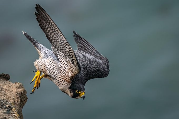 Close-up of bird flying outdoors,Long Beach,California,United States,USA