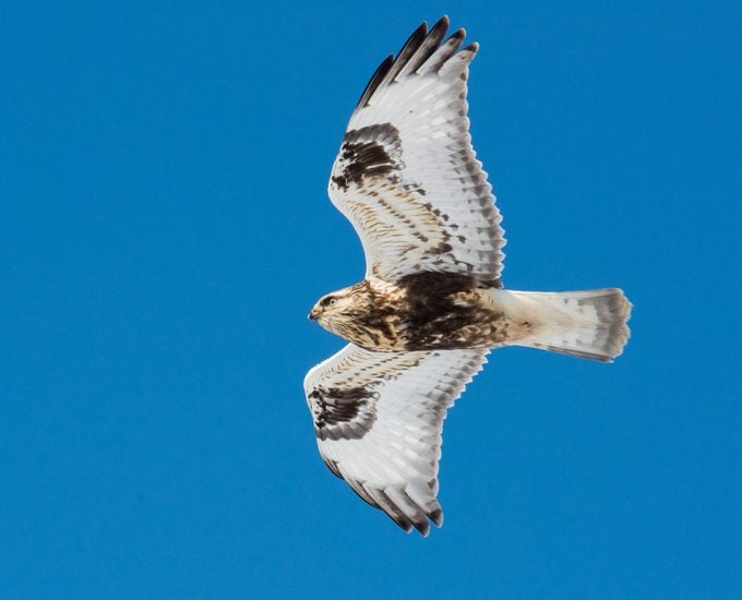 Rough-legged Hawk in flight hunting