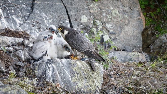Peregrine Falcon,High angle view of birds perching on rock,Ontario,Canada