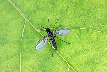 Dark Winged Fungus Gnat, Sciaridae On A Green Leaf, These Insects Are Often Found Inside Homes