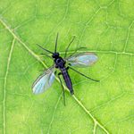 How to Get Rid of Fungus Gnats on Houseplants