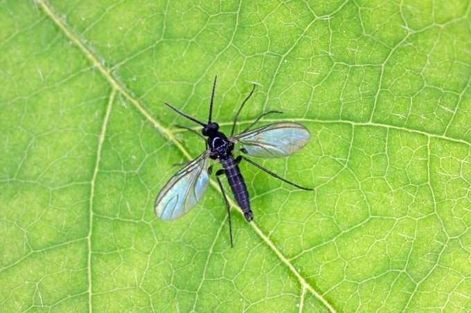 Dark Winged Fungus Gnat, Sciaridae On A Green Leaf, These Insects Are Often Found Inside Homes