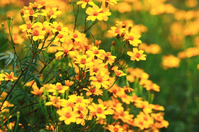 Copper Canyon Daisy(Lemon Marigold,Mexican Bush Marigold) flowers