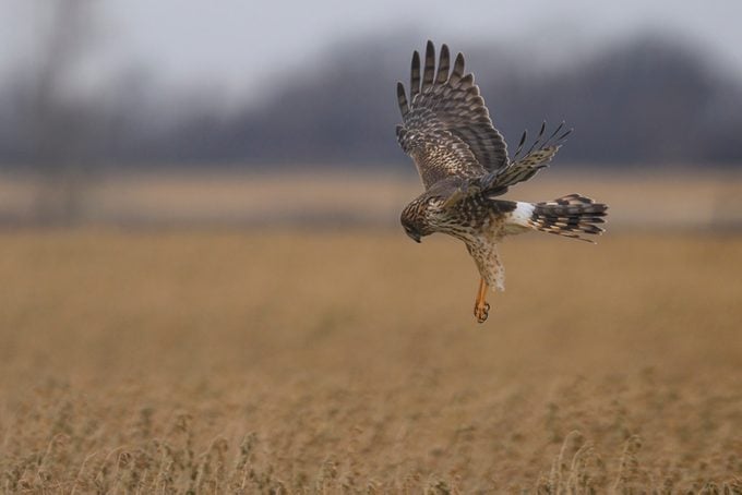 Northern harrier in flight hunting