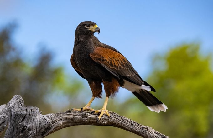The Harris's hawk (Parabuteo unicinctus), also known as the bay-winged hawk, dusky hawk, and wolf hawk. Bird of prey that breeds from the southwestern United States south to Chile, central Argentina, and Brazil. Sonoran Desert, Arizona.