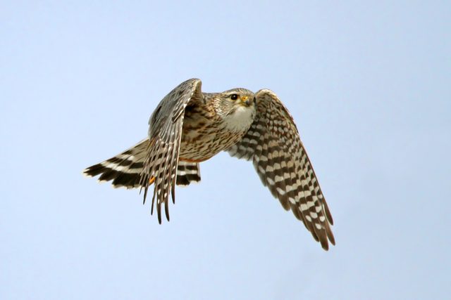 Merlin falcon vs hawk