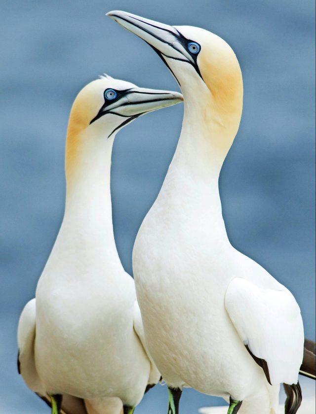 Northern Gannet Pair Courting
