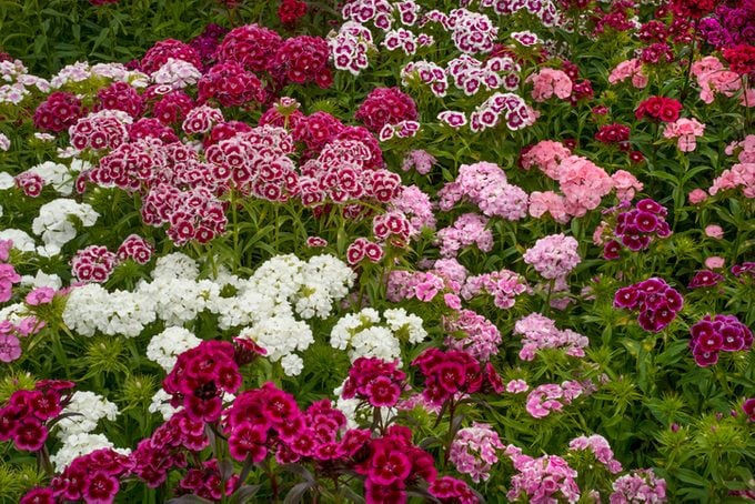 Sweet william dianthus flowering plants, perennials in the garden with delicate multiflower heads in a variety of colours, red, pink purple and white.