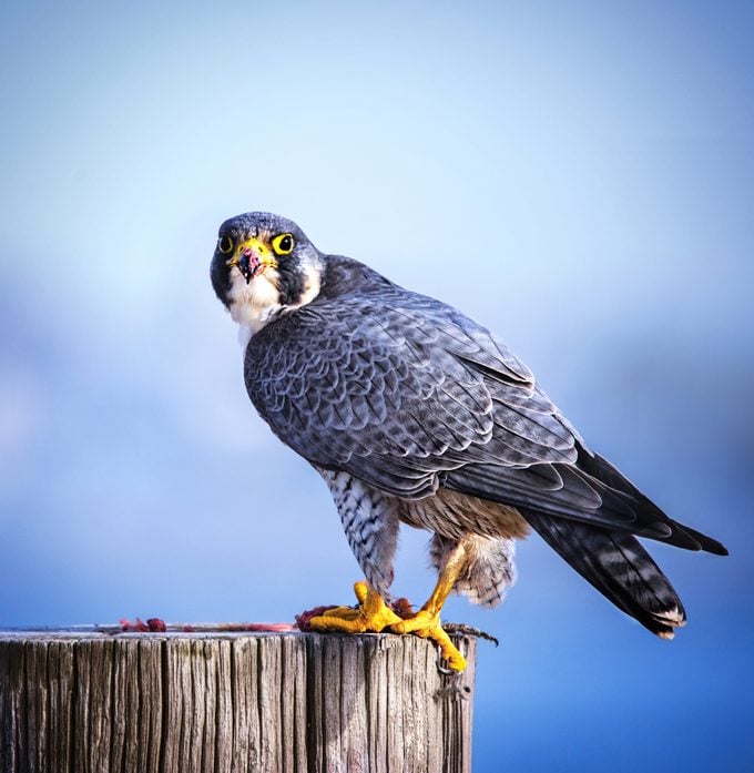 Peregrine Falcon Perched on Post at Jones Beach