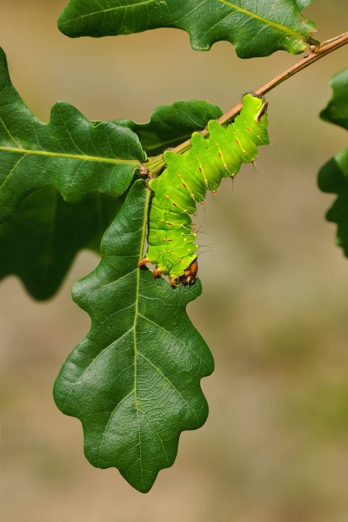 Polyphemus Moth (antheraea), Caterpillar Eaten Leaf On A Twig Oak
