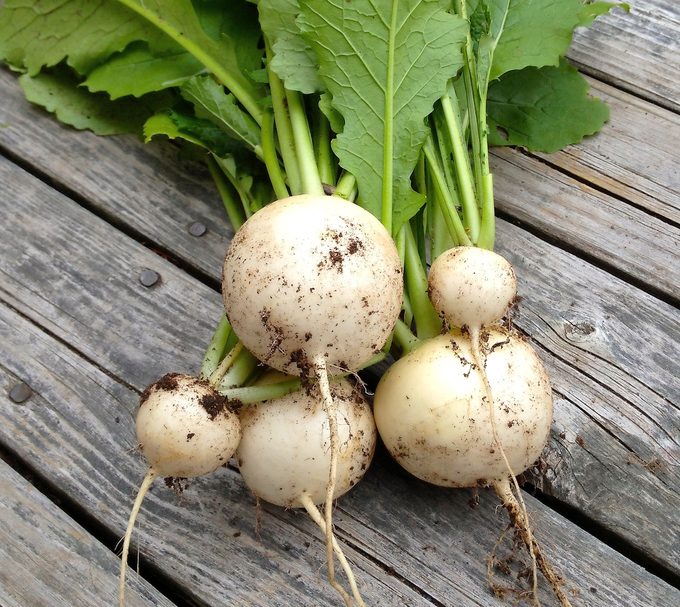 Japanese Turnips, easy vegetables to grow