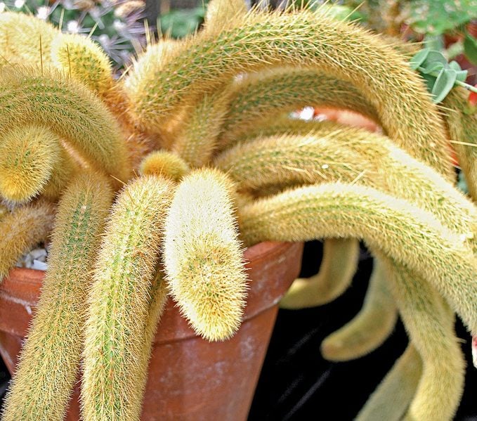 weird plants tarantula cactus