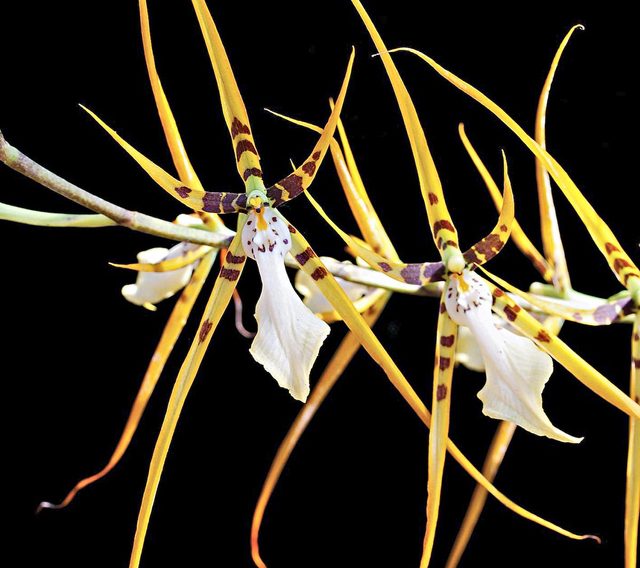 weird plants, spider orchid