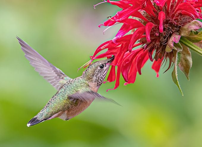 calliope hummingbird