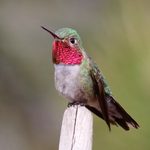 Look and Listen for a Broad-Tailed Hummingbird