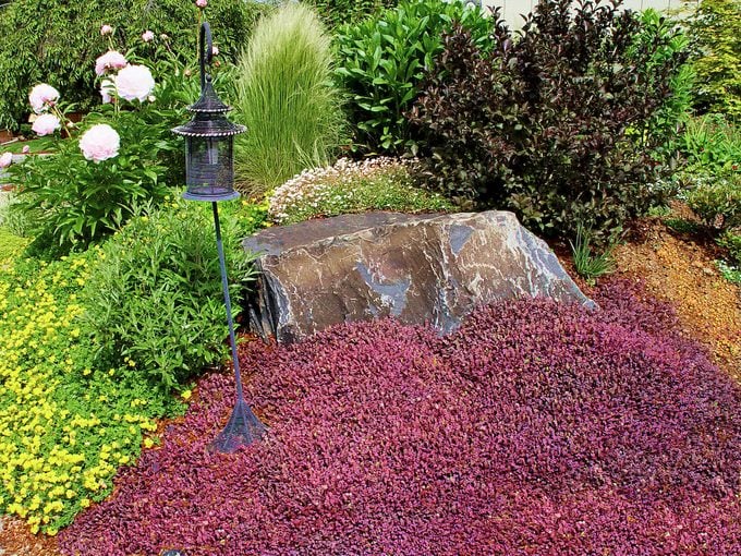 Aceanainermispurp colorful ground cover