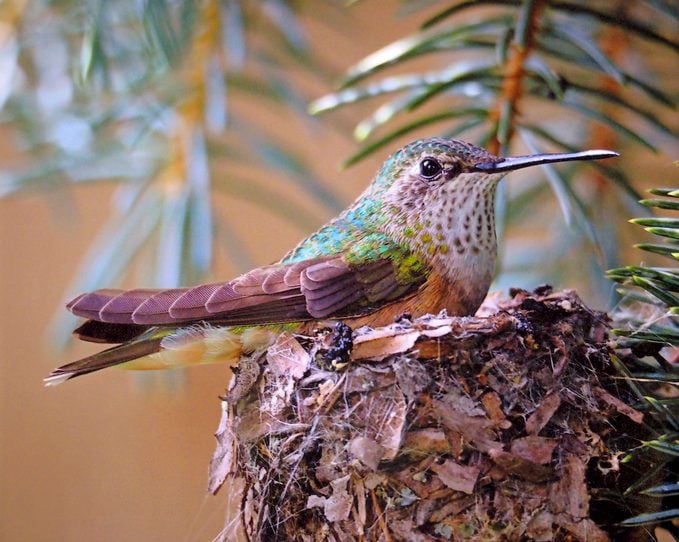 Jennifer Plunkett broad-tailed hummingbird