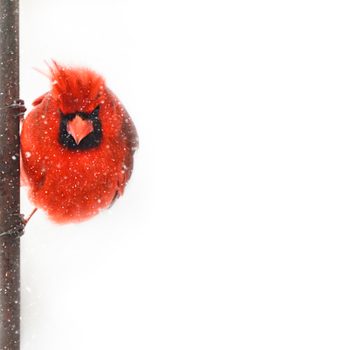 how do birds stay warm in winter